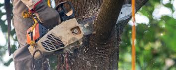 Trusted Jourdanton, TX Tree Services Experts
