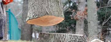 Best Hazardous Tree Removal  in Jourdanton, TX