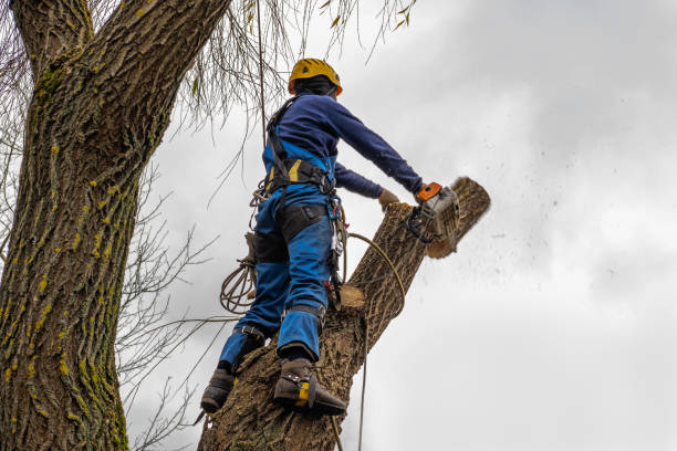 How Our Tree Care Process Works  in  Jourdanton, TX
